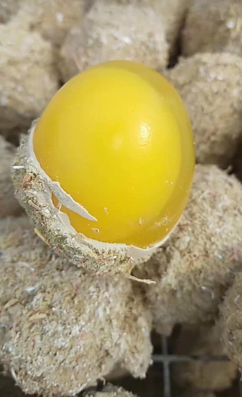 黄金速成鸡皮蛋无铅松花糖心变蛋，河南特产整箱批发