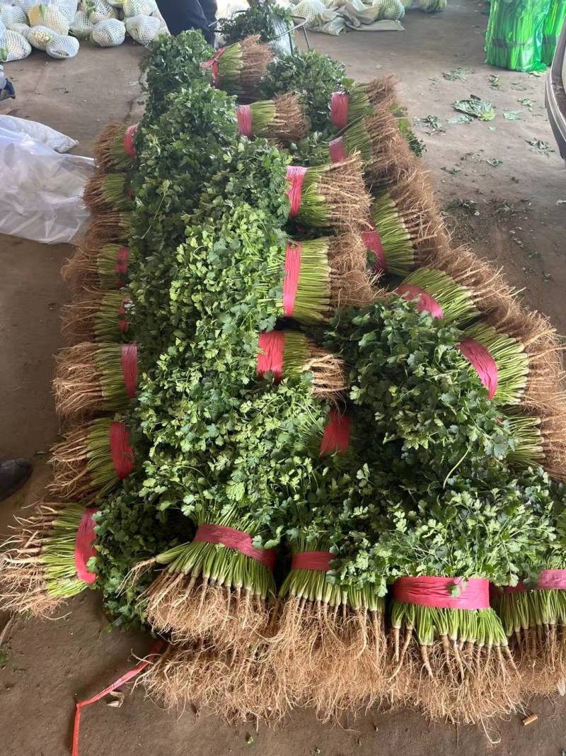 铁杆青香菜河北香菜大叶小叶承接商超配货代发全国