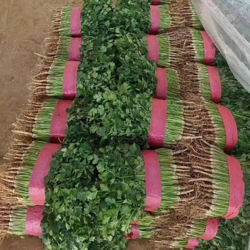 铁杆青香菜河北香菜大叶小叶承接商超配货代发全国