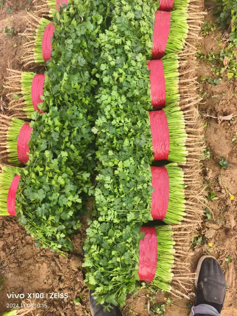 铁杆青香菜河北香菜大叶小叶承接商超配货代发全国