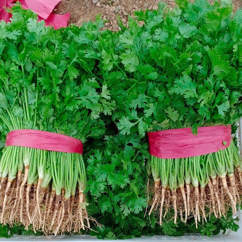 铁杆青香菜河北香菜大叶小叶承接商超配货代发全国