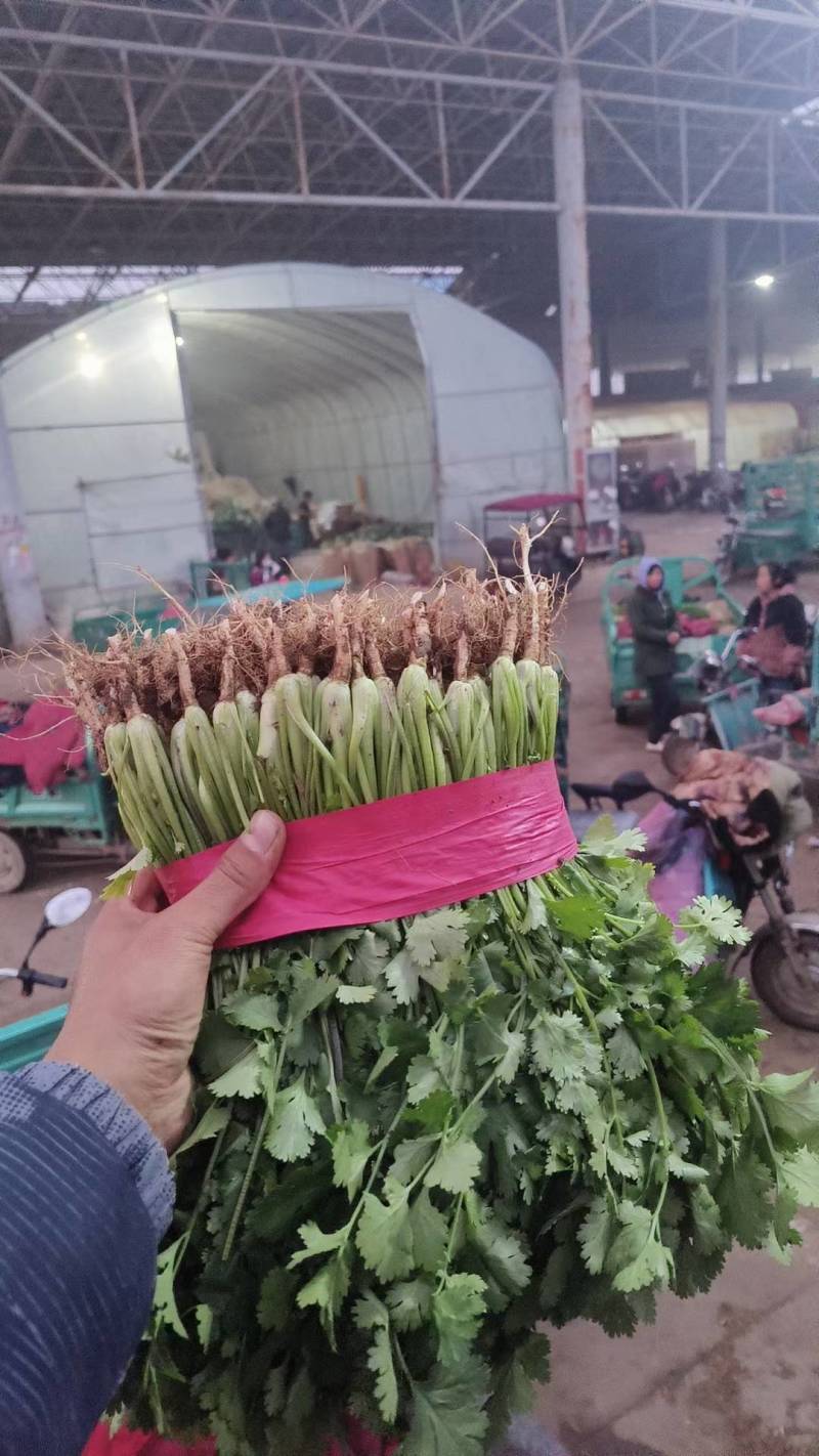 实力菠菜供货河北大叶菠菜承接商超电商配货代发净菜加工