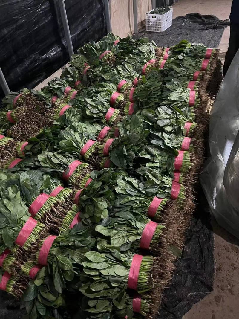 实力菠菜供货河北大叶菠菜承接商超电商配货代发净菜加工