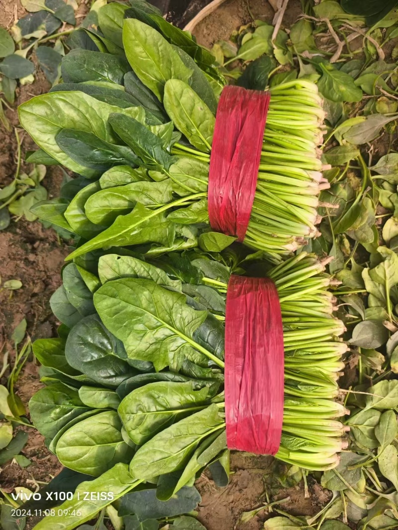 实力菠菜供货河北大叶菠菜承接商超电商配货代发净菜加工
