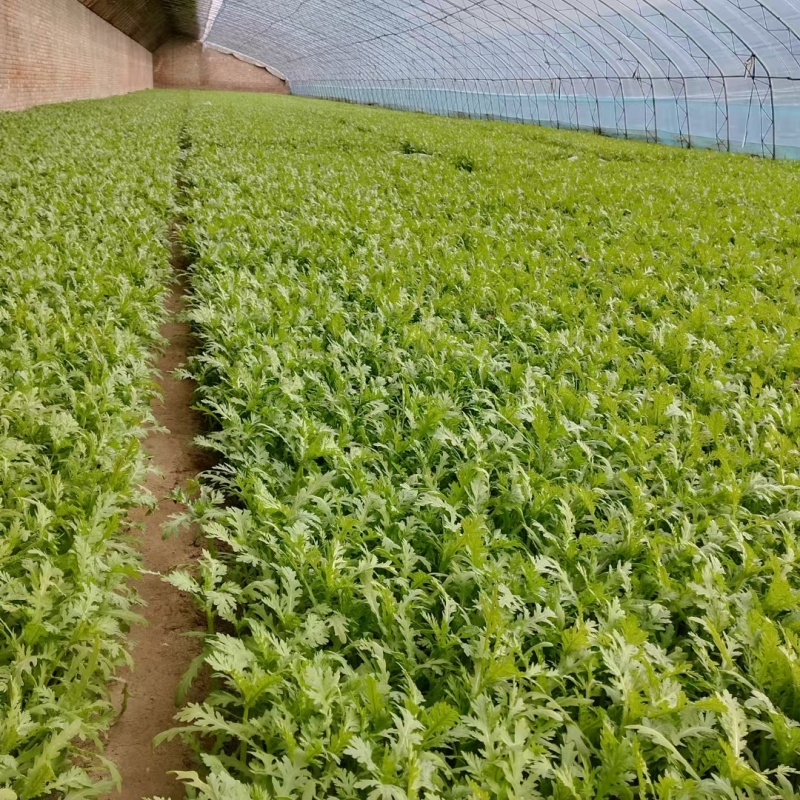 暖棚优质蒿子秆，欢迎骚扰