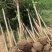 紫薇4-5公分