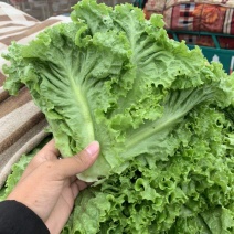 生菜意大利生菜青叶生菜商超电商配货精菜加工代发全国