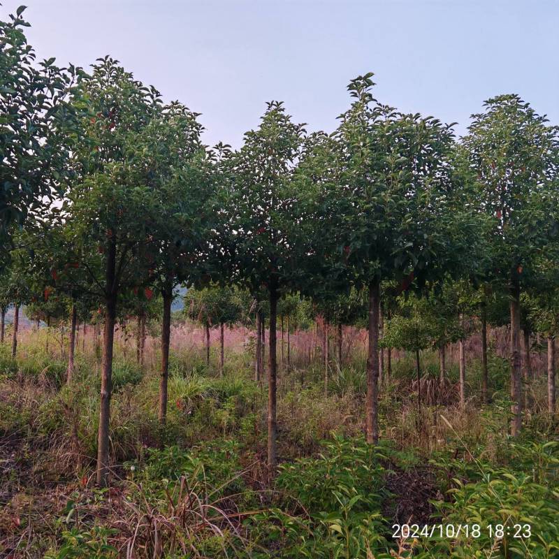 自产自销米径5至10公分的香樟，湖南香樟绿化行道树