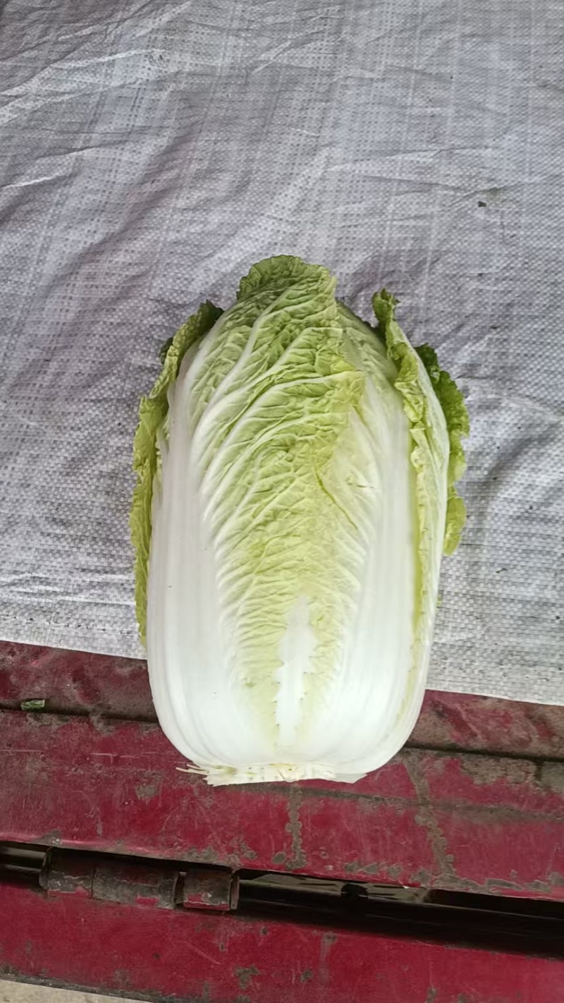 大白菜