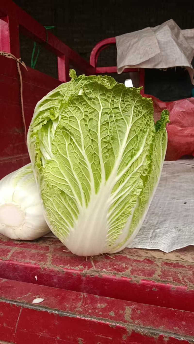 大白菜