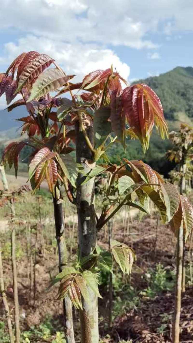 云南精品香椿芽大量上市品质保证一手货源量大从优