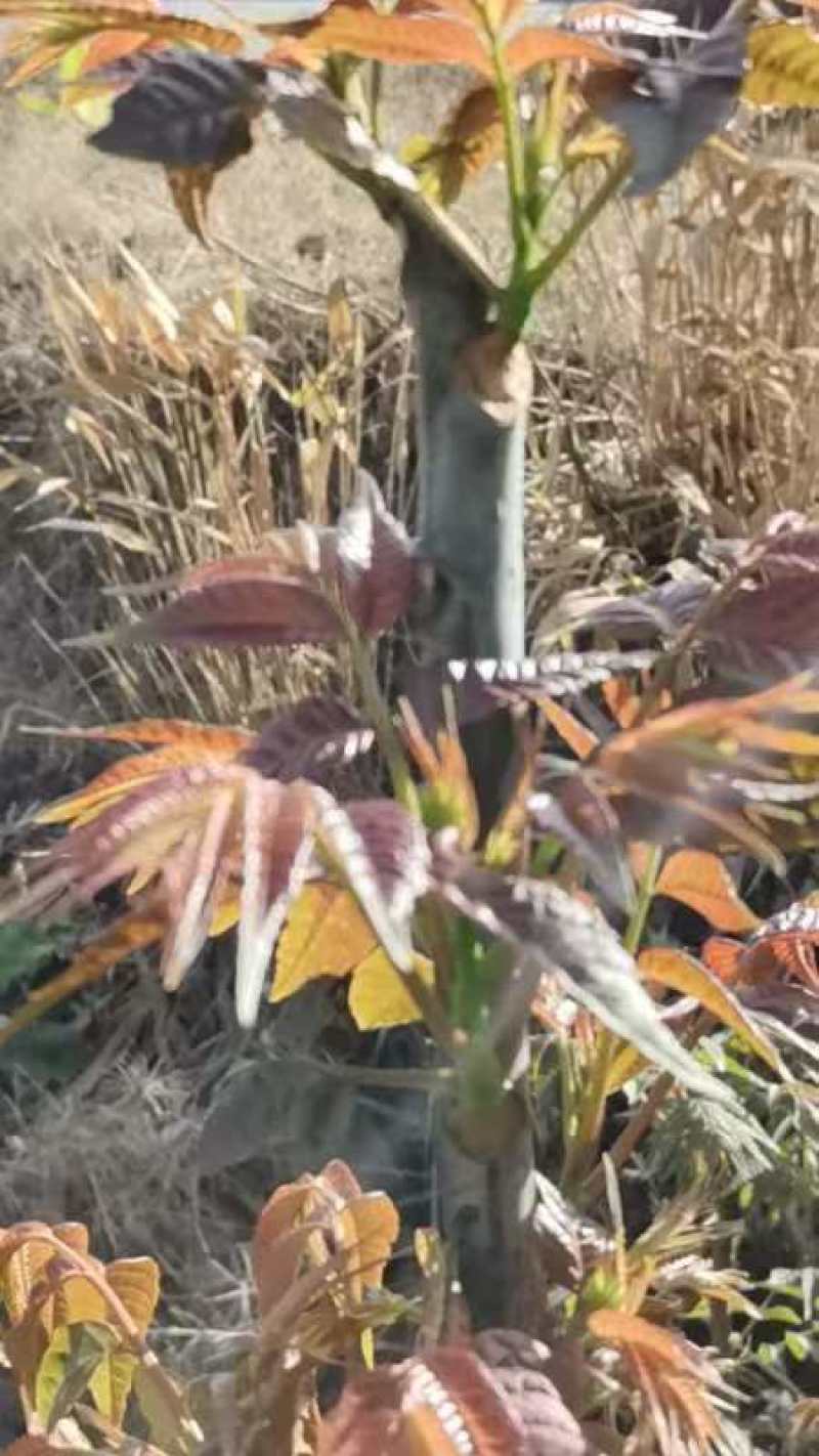 云南精品香椿芽大量上市品质保证一手货源量大从优