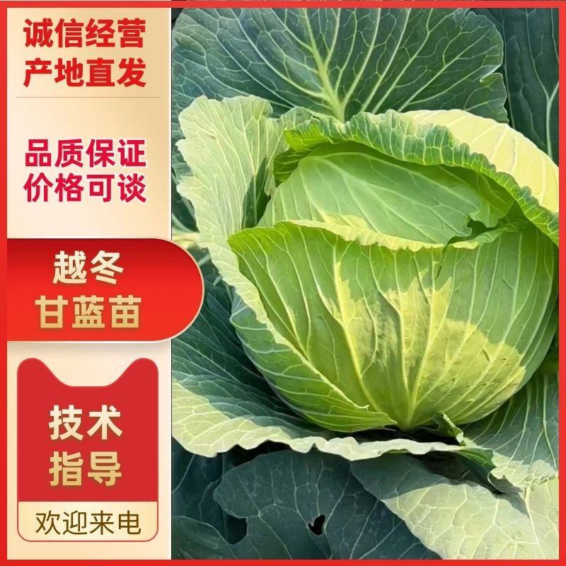 腾地方处理20万棵圆包菜甘蓝苗，视频看货