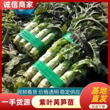 山东蔬菜种苗紫叶莴笋苗莴苣苗基地直发量大优惠