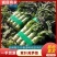 山东蔬菜种苗紫叶莴笋苗莴苣苗基地直发量大优惠