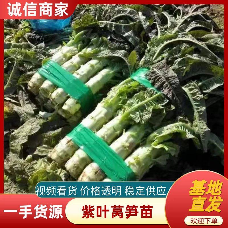 山东蔬菜种苗紫叶莴笋苗莴苣苗基地直发量大优惠