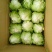 球生菜河北精品生菜球货源稳定商超电商配货代加工代发