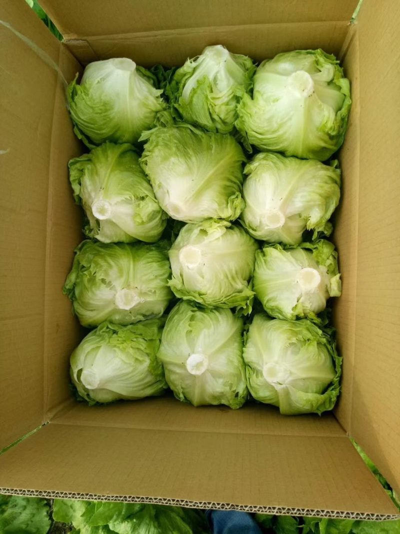 球生菜河北精品生菜球货源稳定商超电商配货代加工代发
