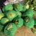 球生菜河北精品生菜球货源稳定商超电商配货代加工代发