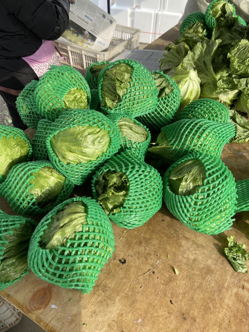 球生菜河北精品生菜球货源稳定商超电商配货代加工代发
