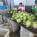 球生菜河北精品生菜球货源稳定商超电商配货代加工代发