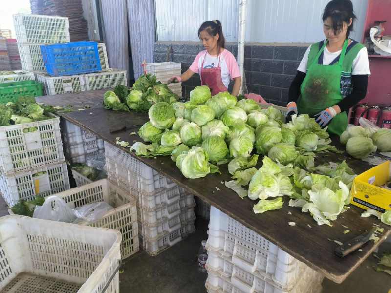 球生菜河北精品生菜球货源稳定商超电商配货代加工代发