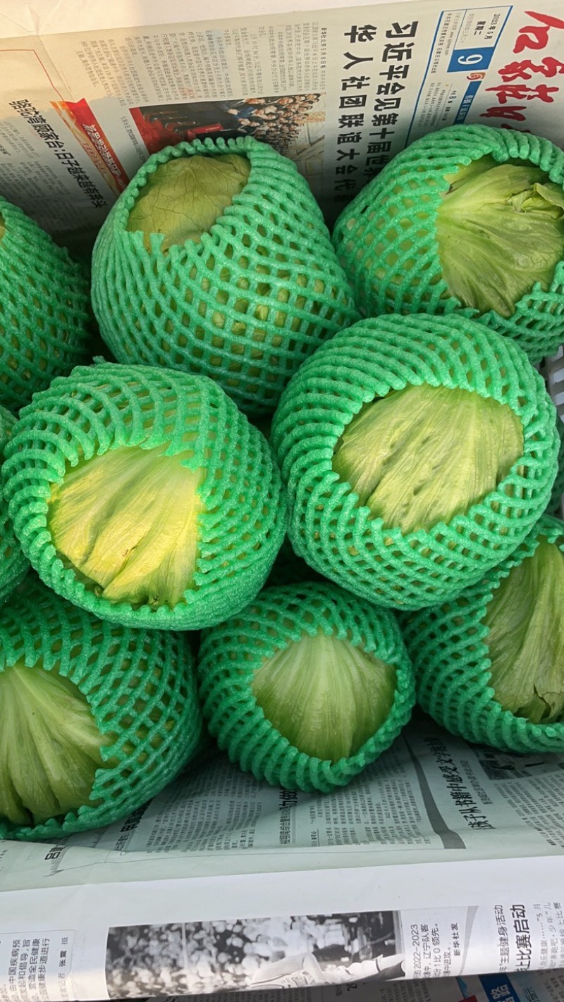 球生菜河北精品生菜球货源稳定商超电商配货代加工代发