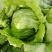 球生菜河北精品生菜球货源稳定商超电商配货代加工代发