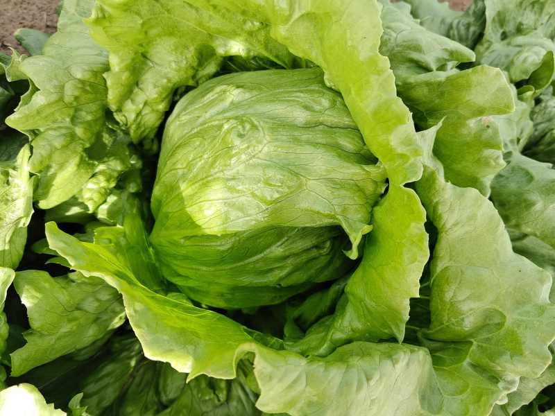 球生菜河北精品生菜球货源稳定商超电商配货代加工代发