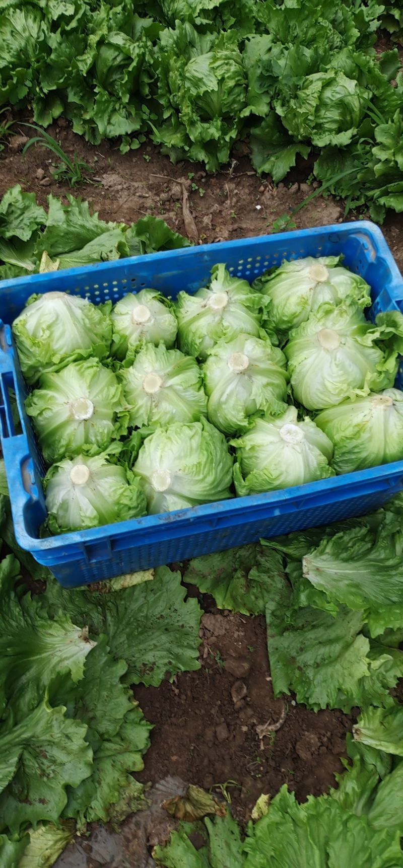 球生菜河北精品生菜球货源稳定商超电商配货代加工代发