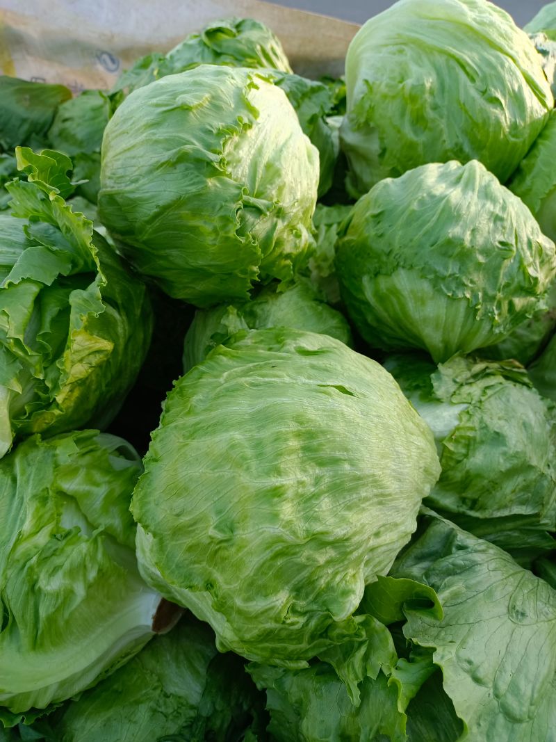 球生菜河北精品生菜球货源稳定商超电商配货代加工代发