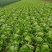 球生菜河北精品生菜球货源稳定商超电商配货代加工代发