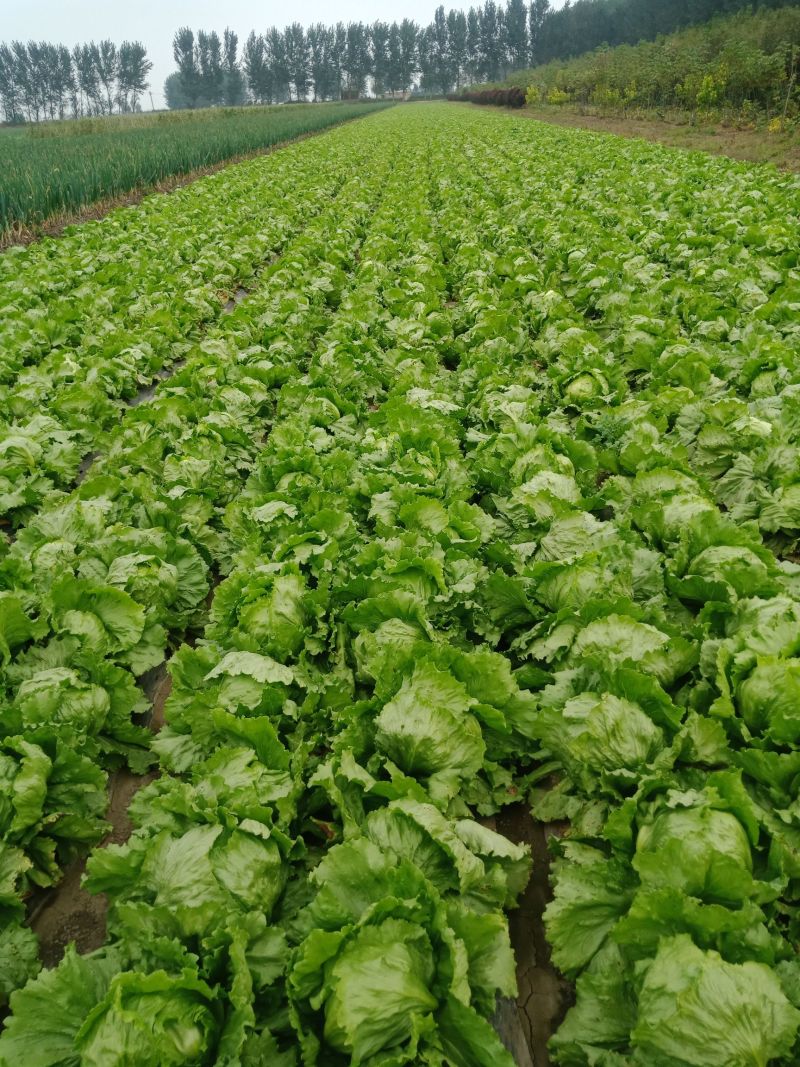 球生菜河北精品生菜球货源稳定商超电商配货代加工代发