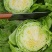 球生菜河北精品生菜球货源稳定商超电商配货代加工代发