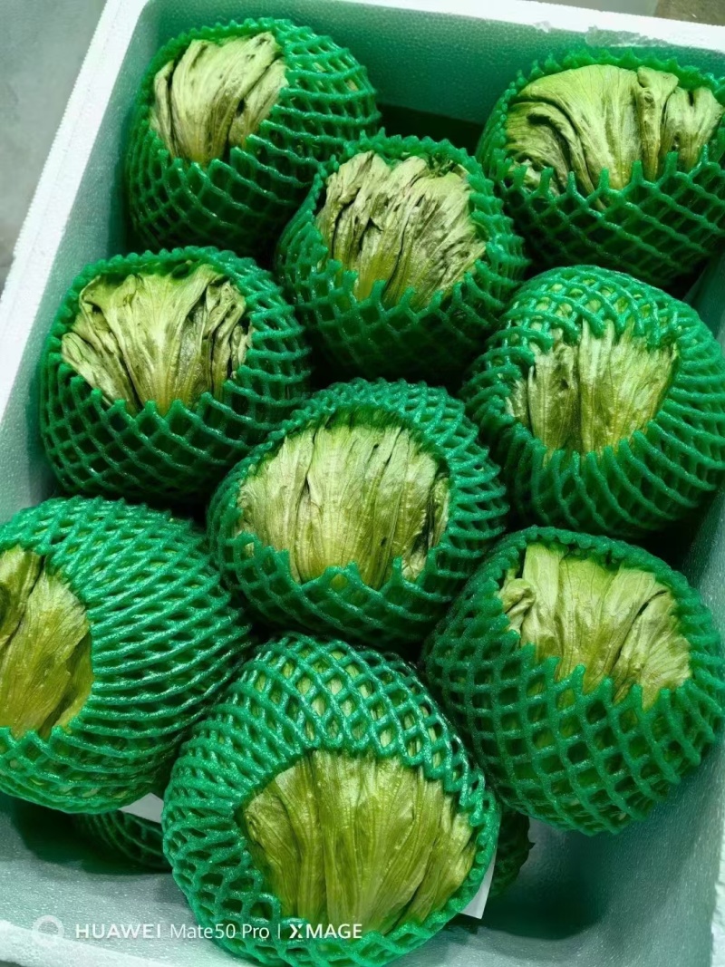 球生菜河北精品生菜球货源稳定商超电商配货代加工代发