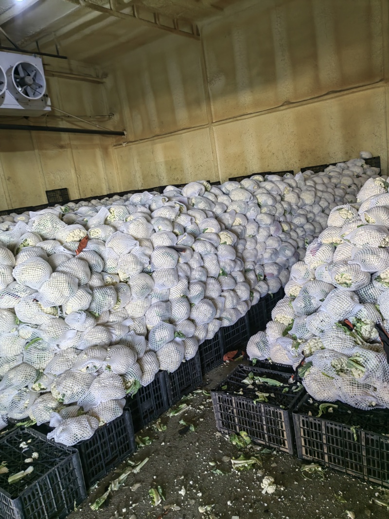乐亭有机散花10月初大量有货欢迎你的到来