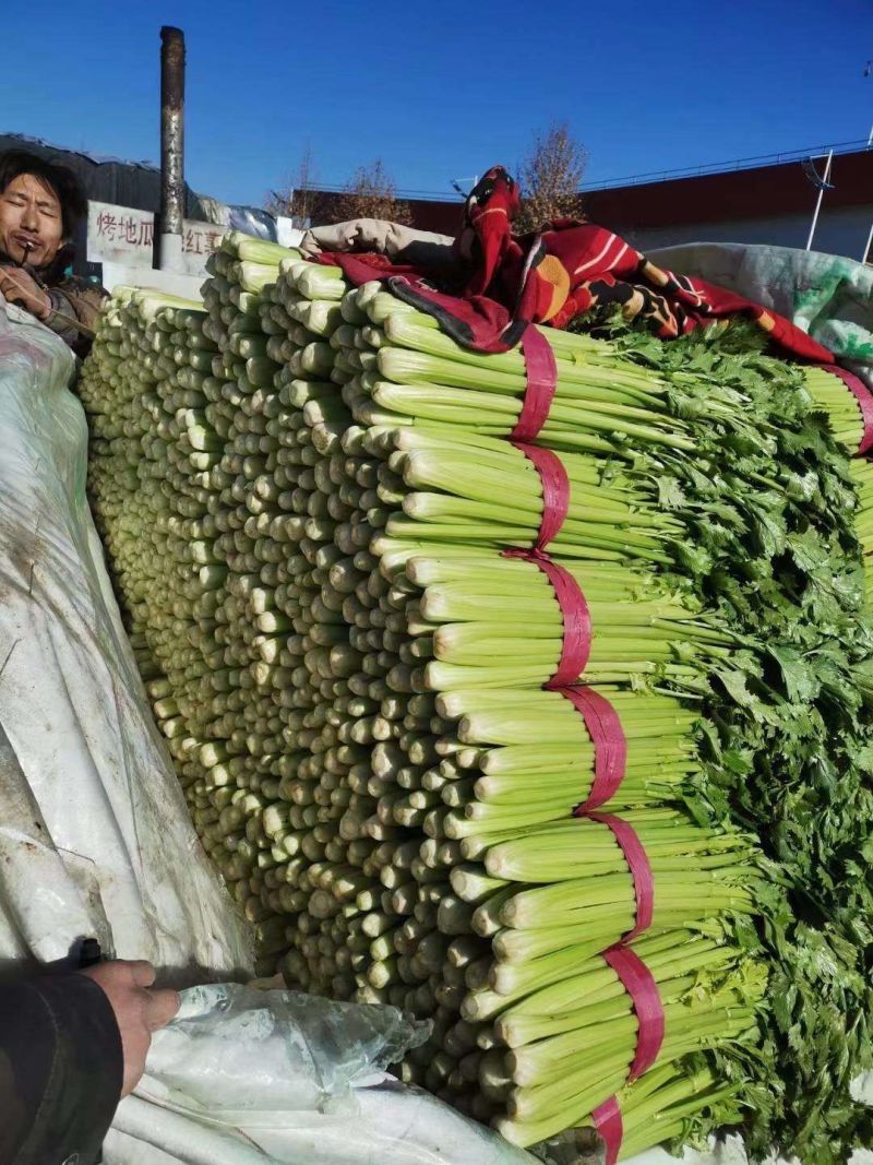 西芹河北皇妃芹菜商超电商配货品种齐全净菜加工代发