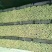 西芹河北皇妃芹菜商超电商配货品种齐全净菜加工代发