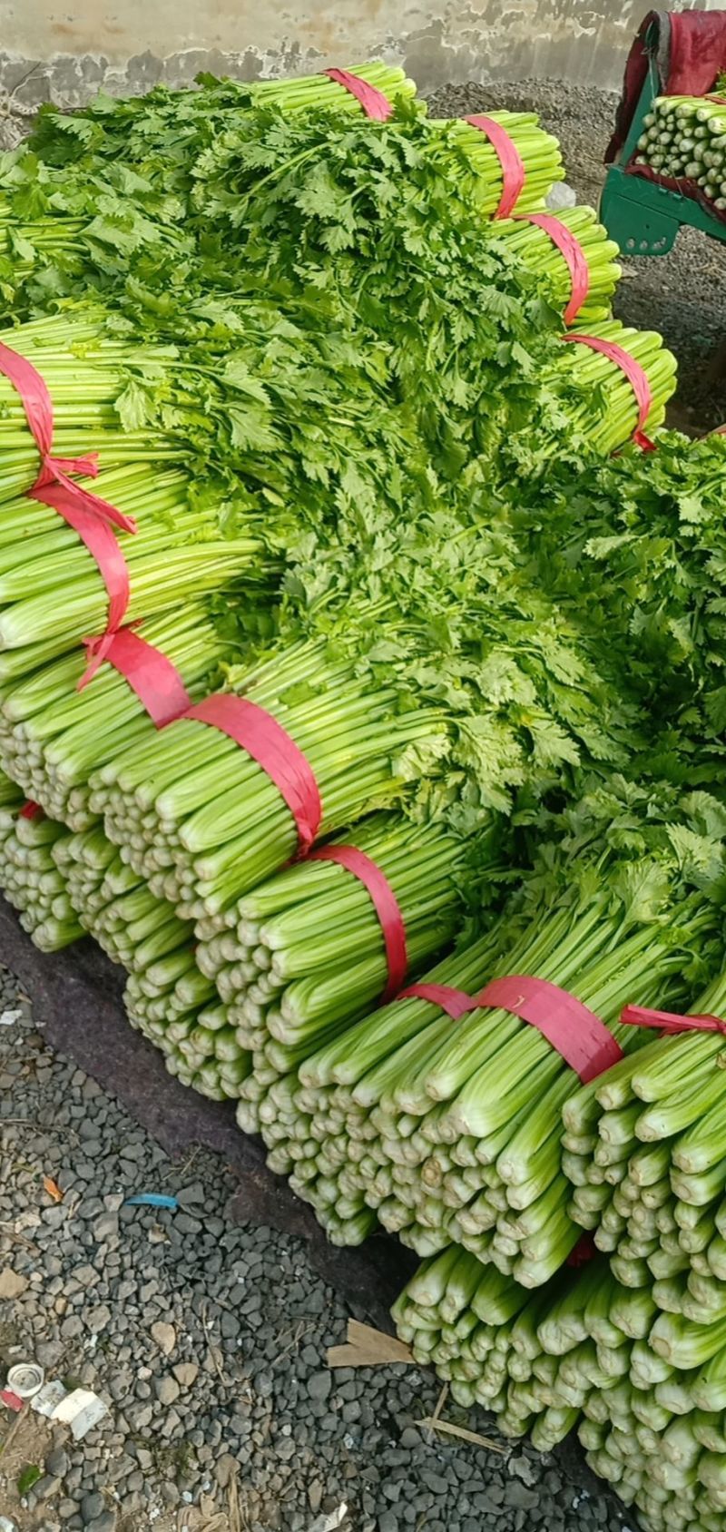 西芹河北皇妃芹菜商超电商配货品种齐全净菜加工代发
