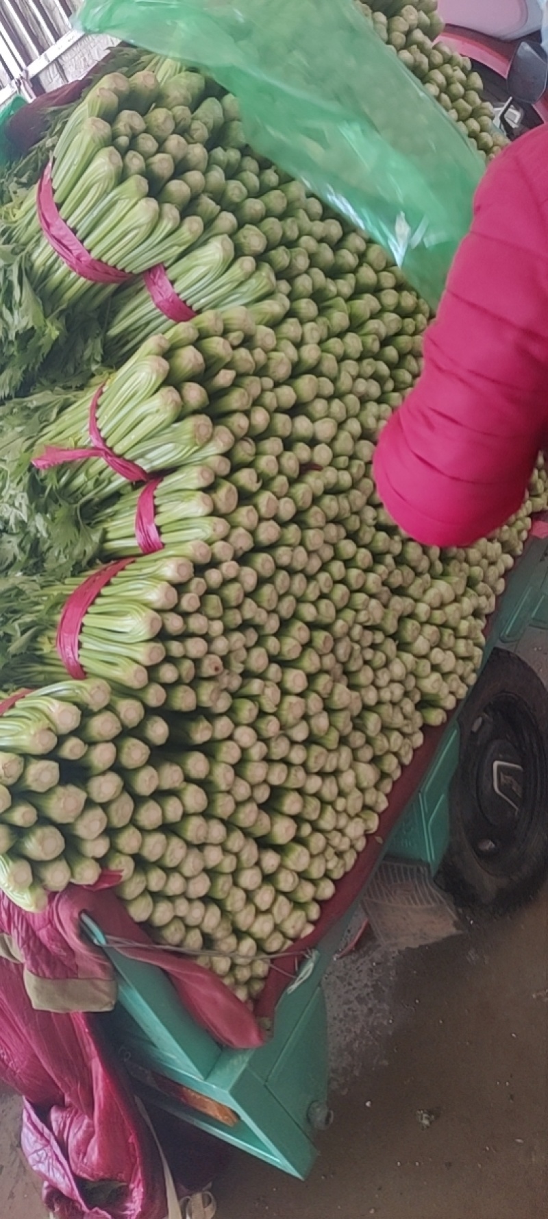 西芹河北皇妃芹菜商超电商配货品种齐全净菜加工代发