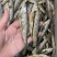 鱼干油炸小鱼干无盐鱼干刁子鱼白条鱼餐条鱼干