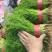 小茴香河北邢台茴香割拔都行25-30cm茴香大量供应