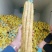 小白嘴山药电商专用网包装对接全国客商河北安平产地直发山药