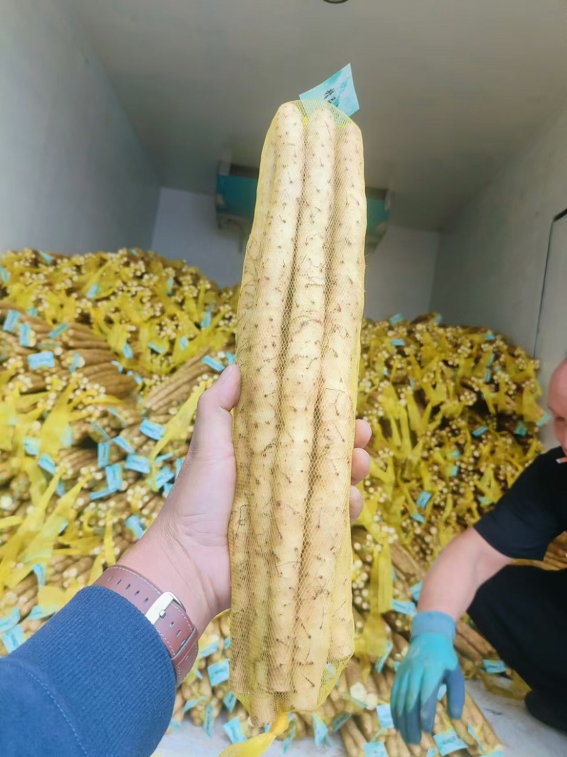 小白嘴山药电商专用网包装对接全国客商河北安平产地直发山药