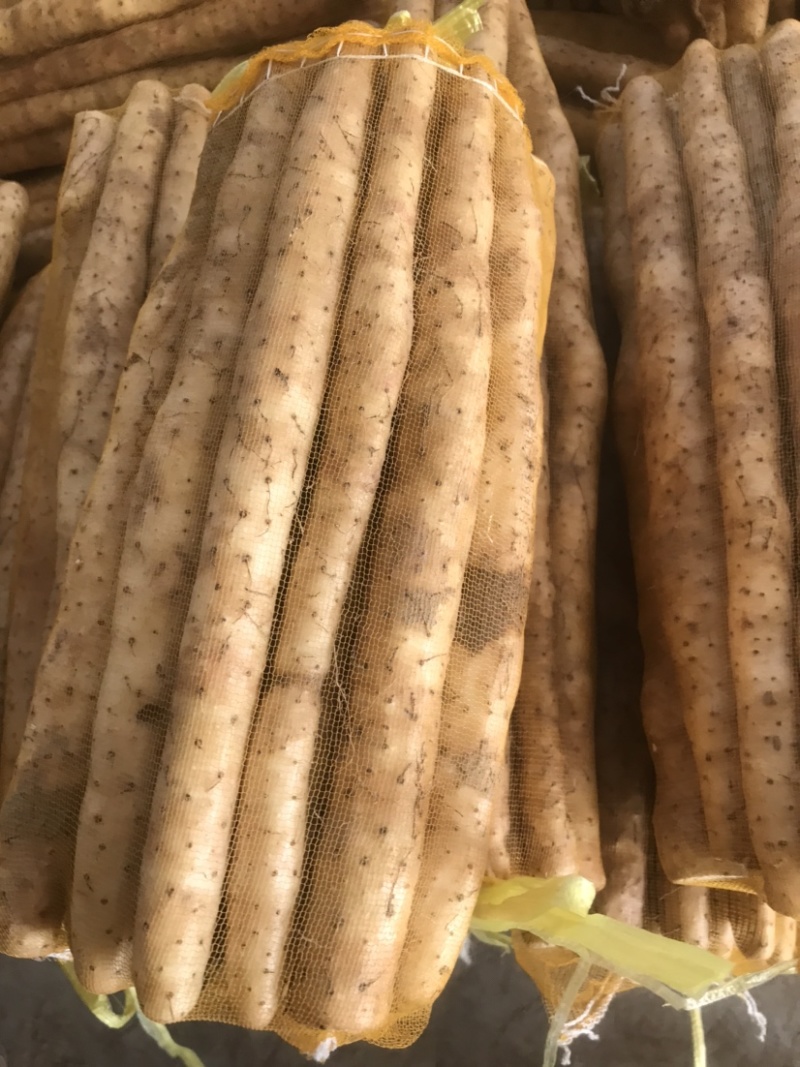 小白嘴山药电商专用网包装对接全国客商河北安平产地直发山药
