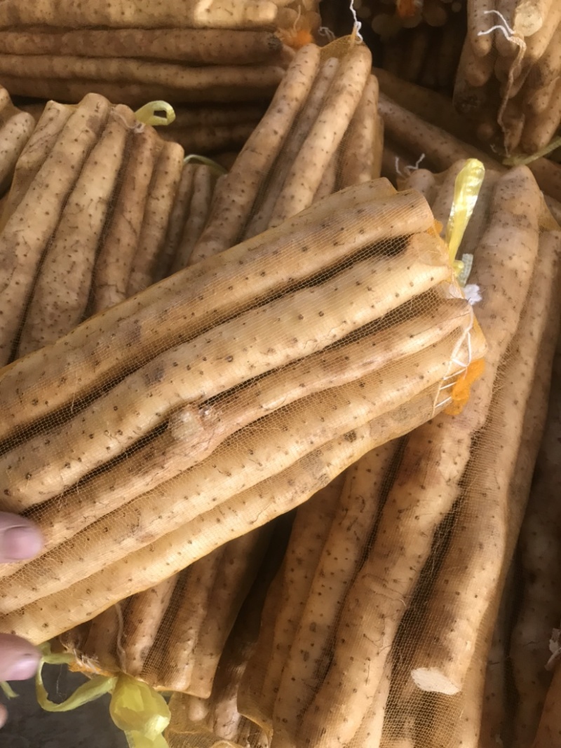 小白嘴山药电商专用网包装对接全国客商河北安平产地直发山药