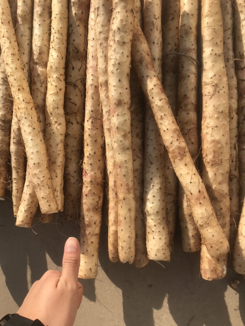 小白嘴山药电商专用网包装对接全国客商河北安平产地直发山药