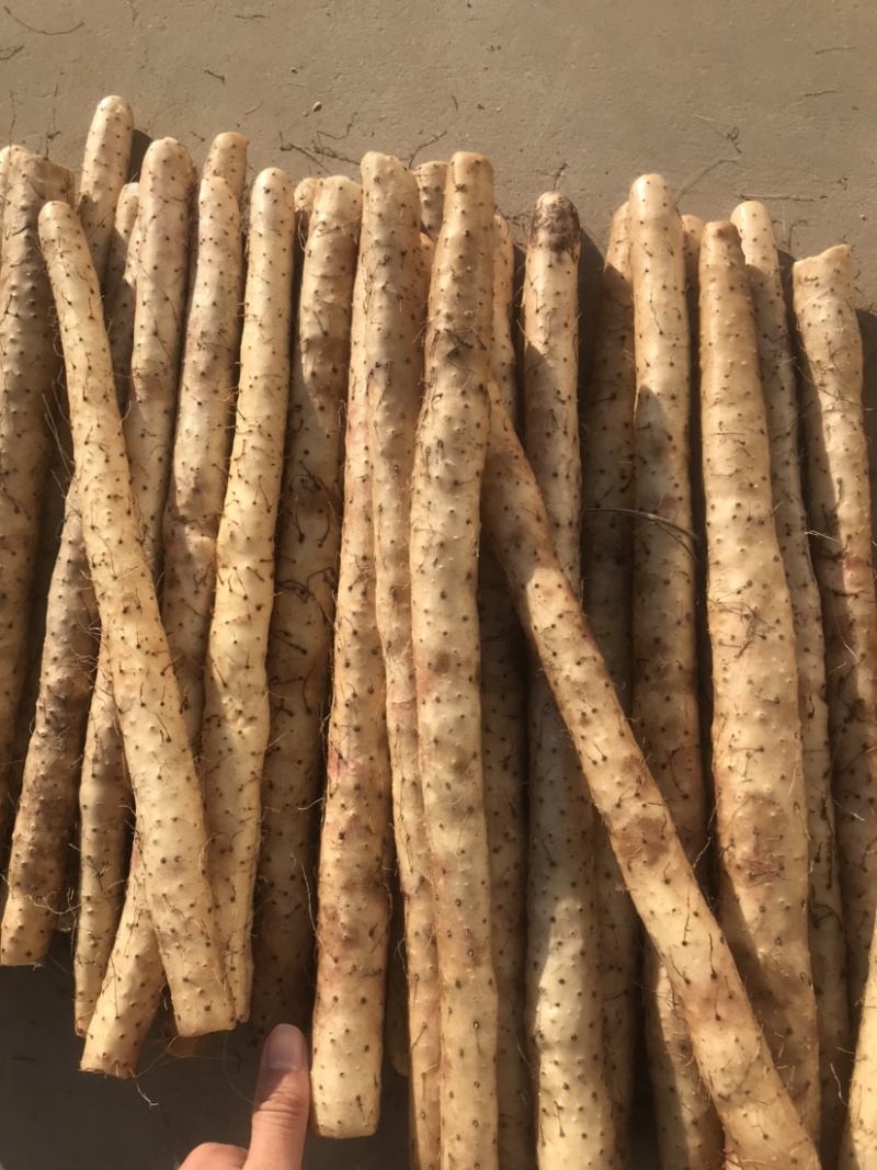 小白嘴山药电商专用网包装对接全国客商河北安平产地直发山药