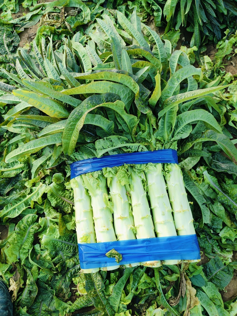 红尖叶香莴笋莴苣，全年大量供应，安徽产地，全国发货！