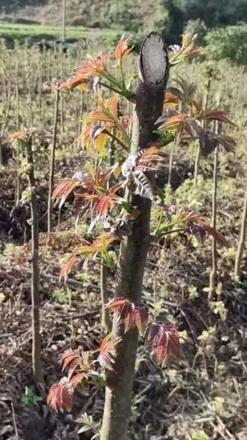 云南精品香椿芽红油香椿芽新鲜上市品质保证产地直发